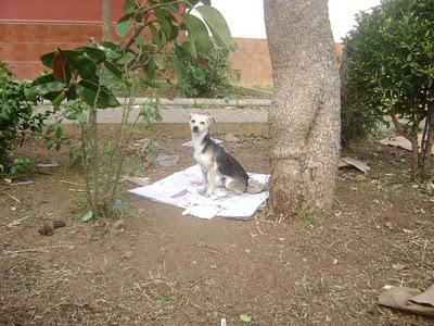 Está tiritando!!! Teo, cruce 4 k, 2 años abandonado en un parquecito de Brenes, pueblo de Sevilla ¡acogida o adopción!!