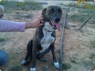 SITA - SIN DUDA LA MEJOR PERRITA DEL MUNDO, DEL CIELO CAYO UN ANGEL‏.