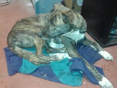 SITA - SIN DUDA LA MEJOR PERRITA DEL MUNDO, DEL CIELO CAYO UN ANGEL‏.