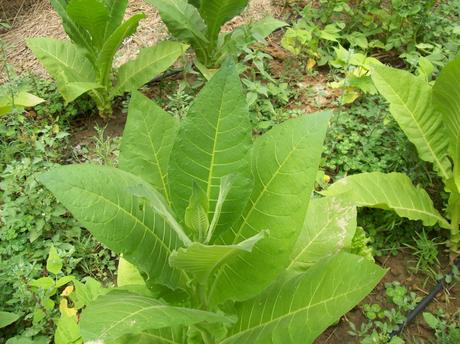 Cultivando Tabaco Cultivando Tabaco