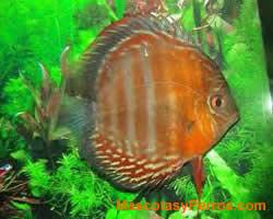 Fotos Peces Discus 