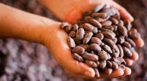 El Cacao, Vitamina Para El Cerebro
