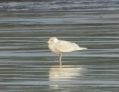 Gaviota polar