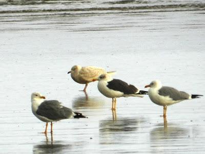 Gaviota polar