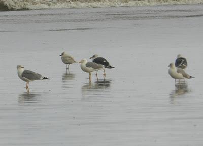 Gaviota polar