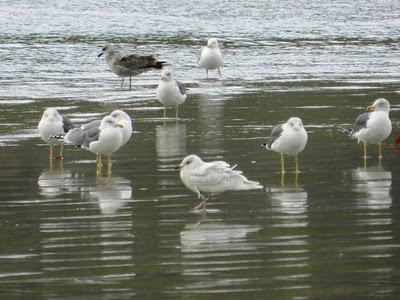 Gaviota polar