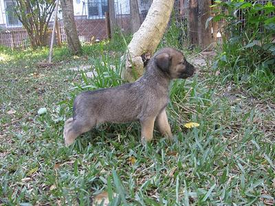 Oliver, cachorro mediano-grande en un futuro, encontrado en plena calle llorando (Los Barrios, Cadiz)