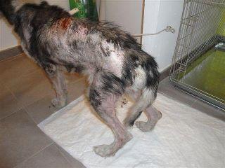 COMO DEJARLA EN LA CALLE... AUNQUE NO PODAMOS PAGAR