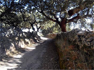 Cáceres... y setas con jamón