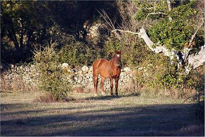 Cáceres... y setas con jamón