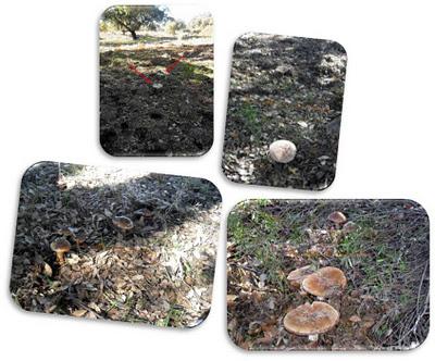 Cáceres... y setas con jamón