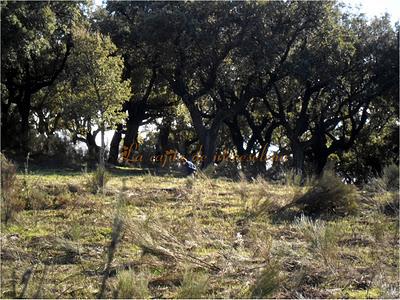 Cáceres... y setas con jamón