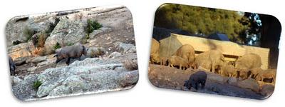 Cáceres... y setas con jamón