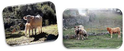 Cáceres... y setas con jamón