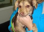 Kyti. perrera! Abandonada nota, perrita mini meses cachorra.