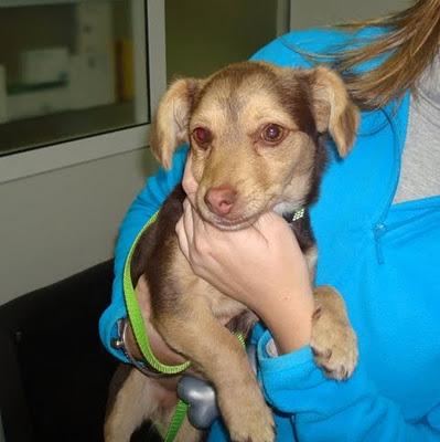 Kyti. A la perrera! Abandonada con nota, perrita mini 4 meses cachorra.