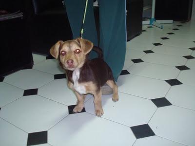 Kyti. A la perrera! Abandonada con nota, perrita mini 4 meses cachorra.