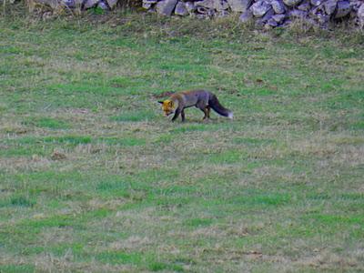 picu asta y picu aspia