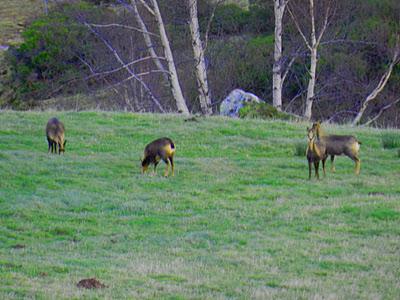 picu asta y picu aspia