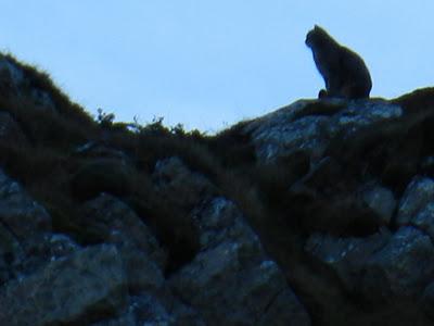 picu asta y picu aspia