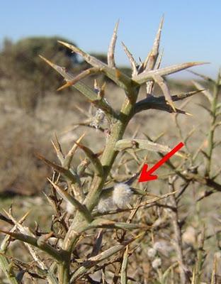 Un habitante de las espinas