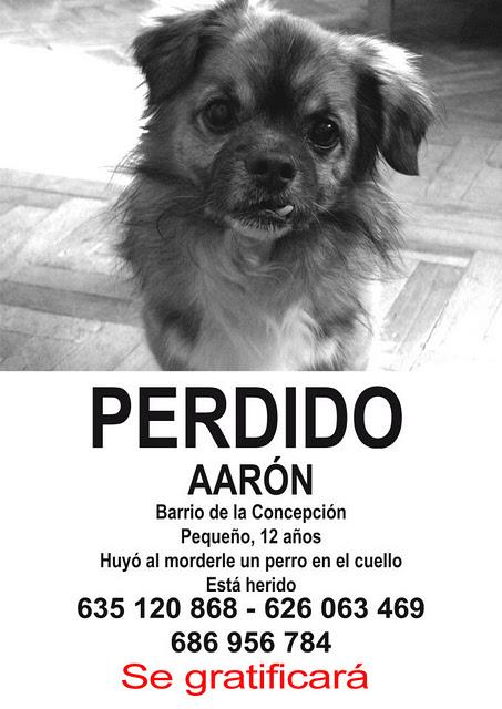 Empapelar Madrid con la cara del abuelito Aaron.