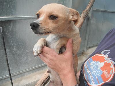 Perdida en Córdoba - POR FAVOR DIFUNDE ES URGENTE!!!!!