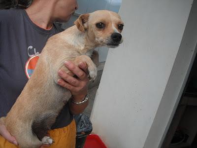 Perdida en Córdoba - POR FAVOR DIFUNDE ES URGENTE!!!!!