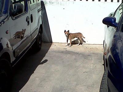 Pareja en PELIGRO: ¡¡¡gatita y podenco que se unen para sobrevivir!!! CÓRDOBA