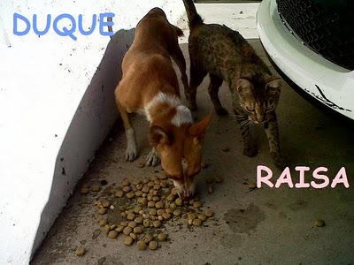 Pareja en PELIGRO: ¡¡¡gatita y podenco que se unen para sobrevivir!!! CÓRDOBA