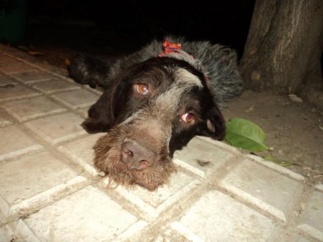 Inocentes condenados