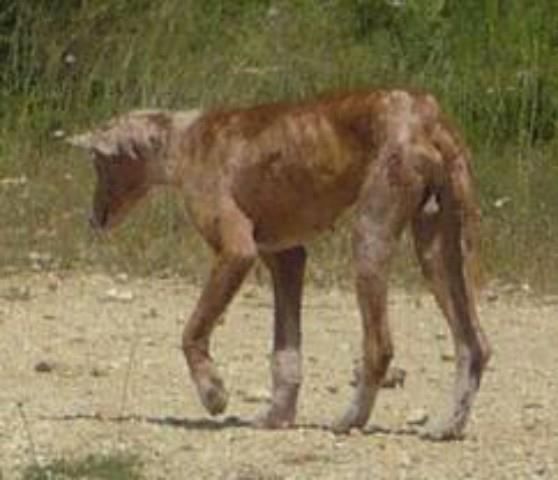 Inocentes condenados