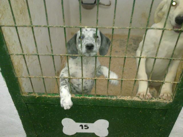 Inocentes condenados