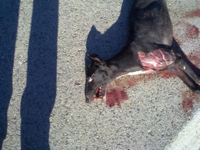 Inocentes condenados