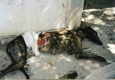 Inocentes condenados