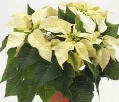 La Flor de Pascua, Euphorbia Pulcherrima