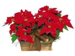 La Flor de Pascua, Euphorbia Pulcherrima