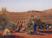 todos aceituner@s marmolejo