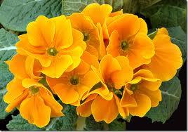 Conociendo a Dios cada día