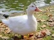 Patos