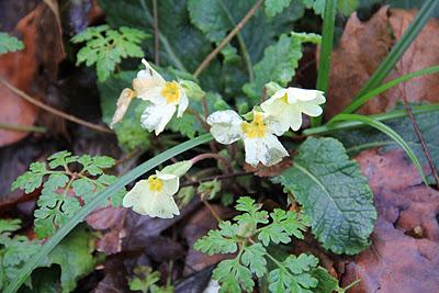 Primavera en otoño: el mundo al revés