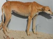 Saito, precioso galgo adopción, merece algo bueno navidad!!