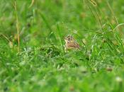 Sorpresas entorno ría...