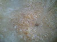 Moros y cristianos Moros y cristianos