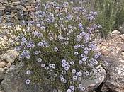Coronilla fraile (Globularia alypum