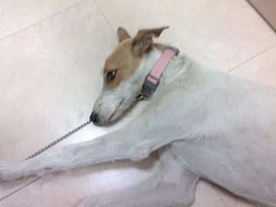 CACHORRITA CRUCE DE GALGA DE 7 MESES ABANDONADA CON UN COLLAR ROSA Y SIN CHIP.