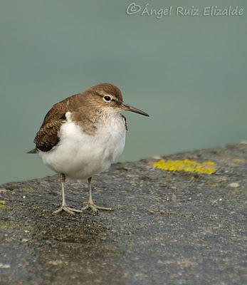 Andarríos chicos en Santoña...