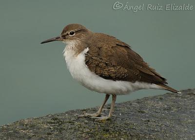 Andarríos chicos en Santoña...