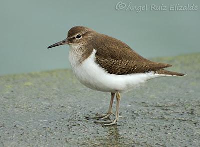 Andarríos chicos en Santoña...