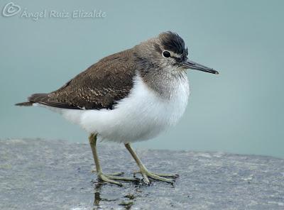 Andarríos chicos en Santoña...